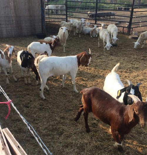 boer kids 2015