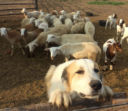 ewe lambs 2014 2015