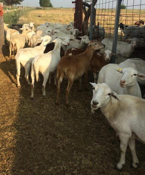 ewes 2015 a