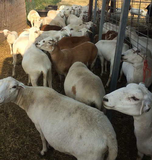 ewes 2015 b