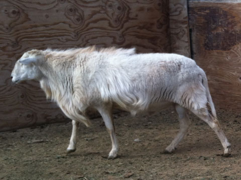BAB0006 2014
