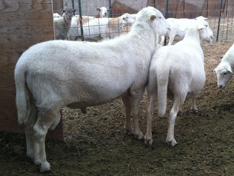BAB0046 2014